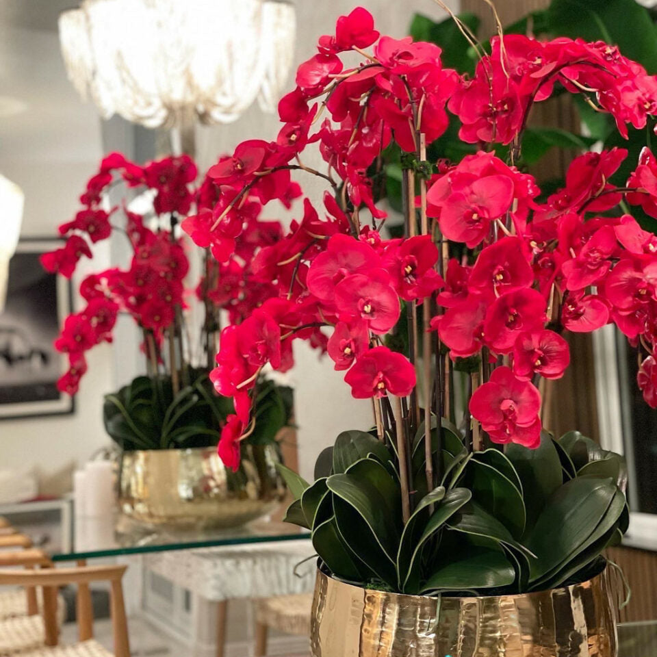Rote Phalaenopsis-Orchidee in einem mittelgroßen Goldtopf