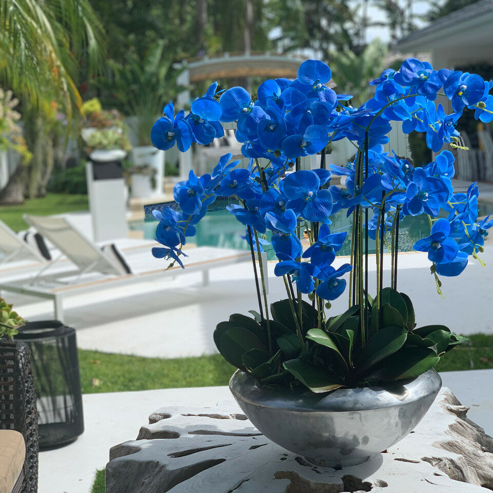 Avenue-Schale mit blauen Phalaenopsis-Orchidee
