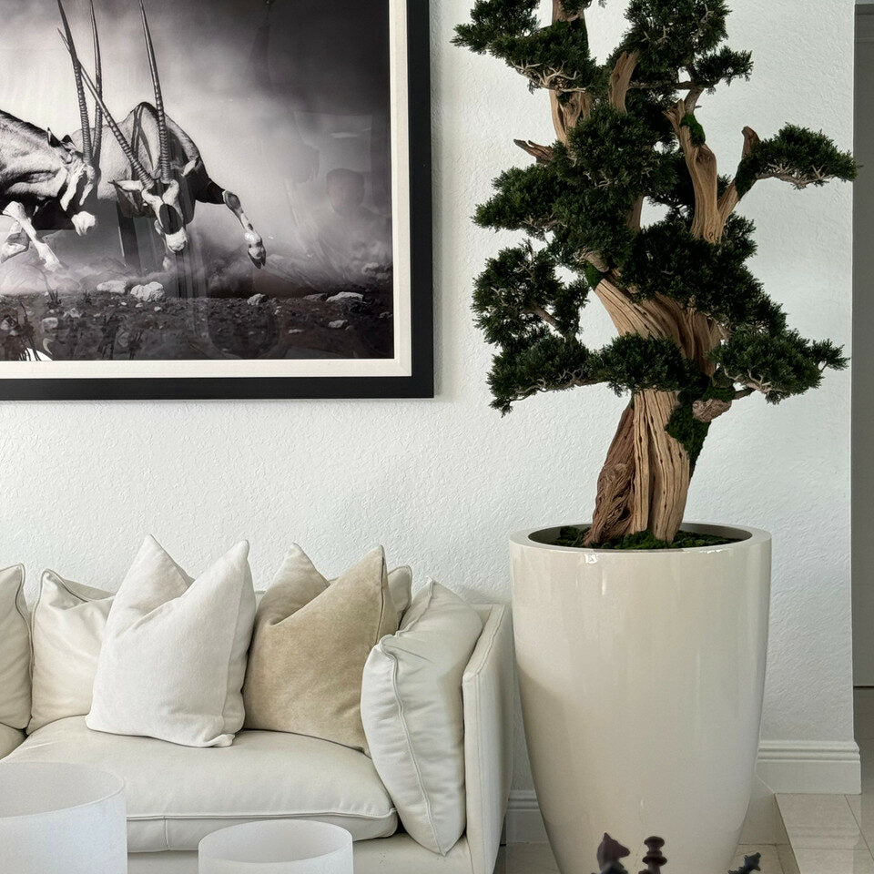 Großer Bonsai im Brannan-Topf